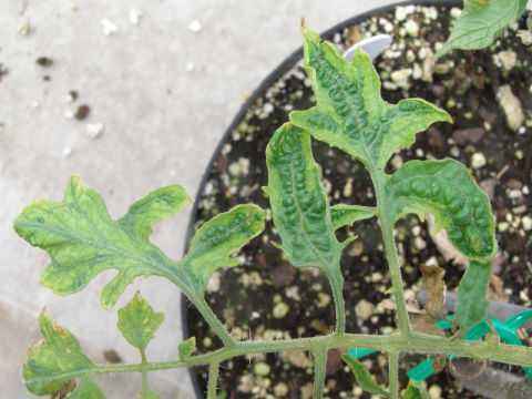How to treat Tobacco Mosaic virus on tomatoes
