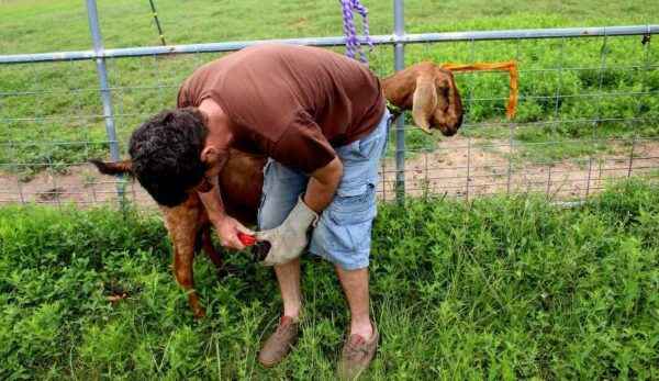 How to trim hooves from farm goats