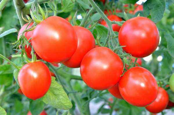 How to use boric acid to process tomatoes