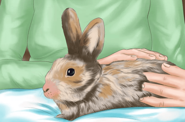 How to use Gamavit vaccine for rabbits