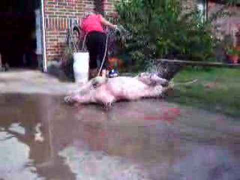 How to wash a piglet