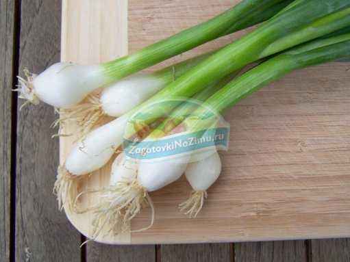 How to water onions on a feather