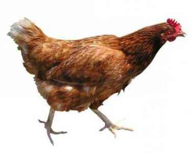 Hybrid breed of chickens Redbrough