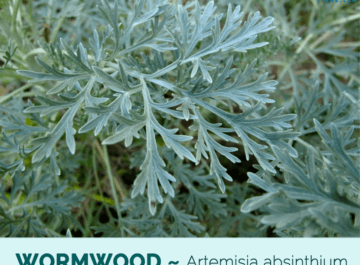 In what places does wormwood grass grow