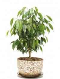 Indoor ficus and its features
