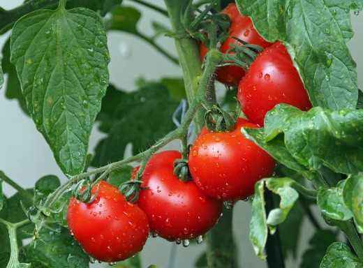 Is fertilizing tomato saltpeter effective