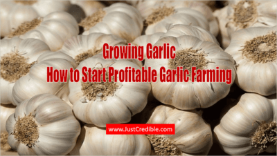 Is garlic business profitable?