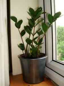 Is zamioculcas dangerous - how does it affect humans and animals