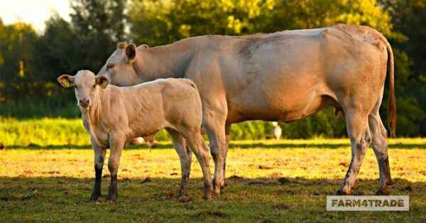 Known methods for inseminating cows, their advantages and disadvantages