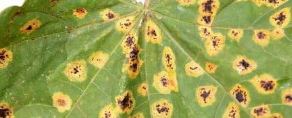 Leaves turn yellow and dry: causes, treatment