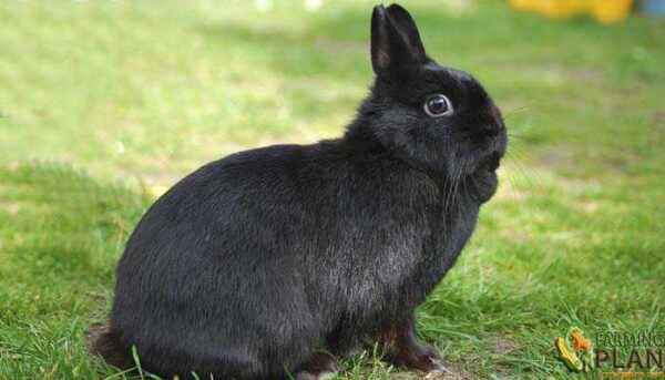 Life span of dwarf rabbits