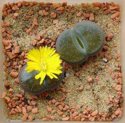 Lithops, or flowering stones - growing tips