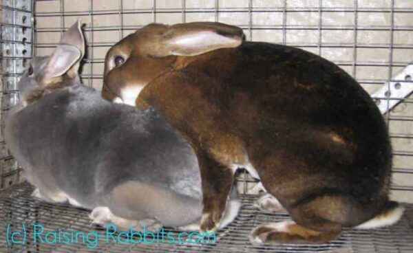 Mating rabbits