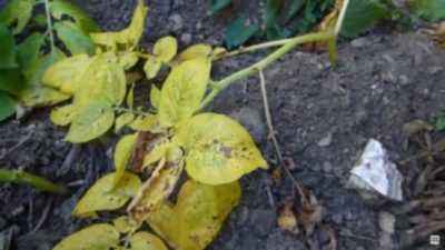 Methods of controlling late blight on potatoes