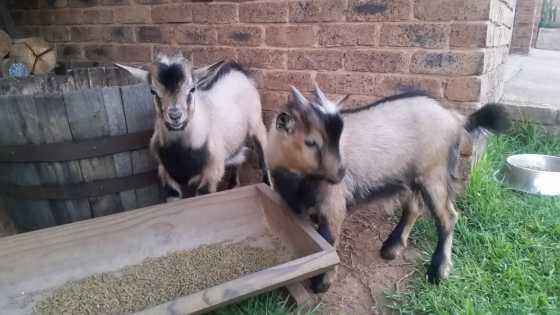 Miniature cameroon goats