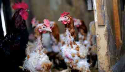 Molting in laying hens and its species