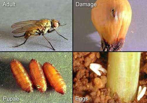 Onion fly control methods