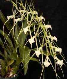 Orchid cultivation brassia