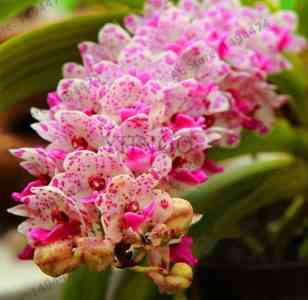 Orchid cultivation from Chinese seeds