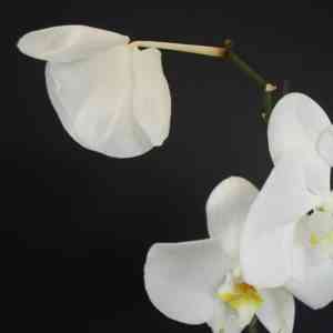 Orchids drop flowers