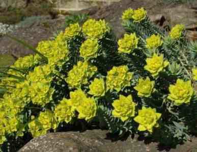 Pallas Euphorbia - beneficial properties