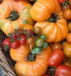 Persimmon tomato variety
