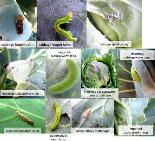 Pests of cabbage and ways to deal with them
