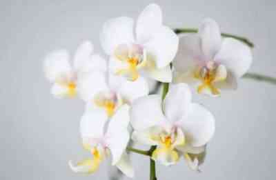 Phalaenopsis home care after purchase