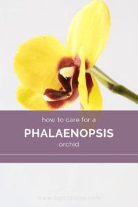 Phalaenopsis Orchid Care Rules