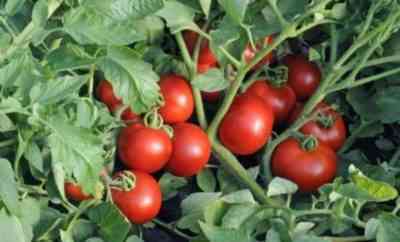Phytophthora-resistant tomato varieties