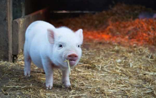 Pig farming as a profitable business