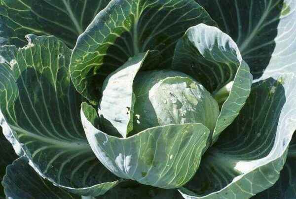 Planting cabbage for seedlings in 2020 according to the lunar calendar