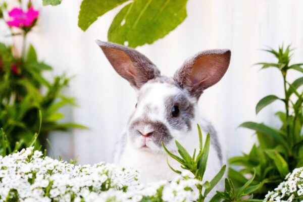 Popular breeds of rabbits for home breeding