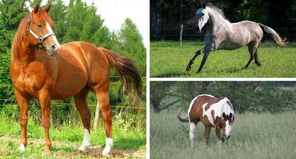 Popular horse breeds