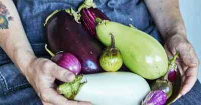 Popular varieties of eggplant