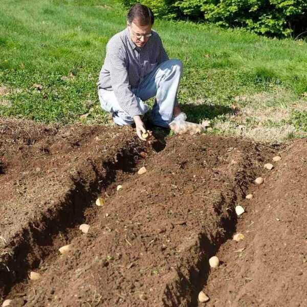 Potato growing methods at home