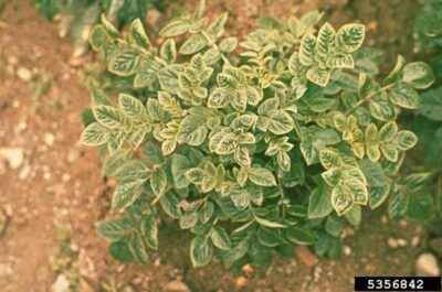 Potato leaf curl causes