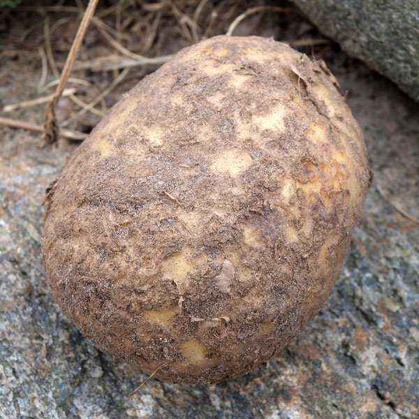 Potato scab and methods of dealing with it