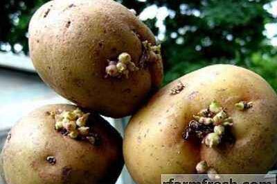 Potato vernalization procedure before planting