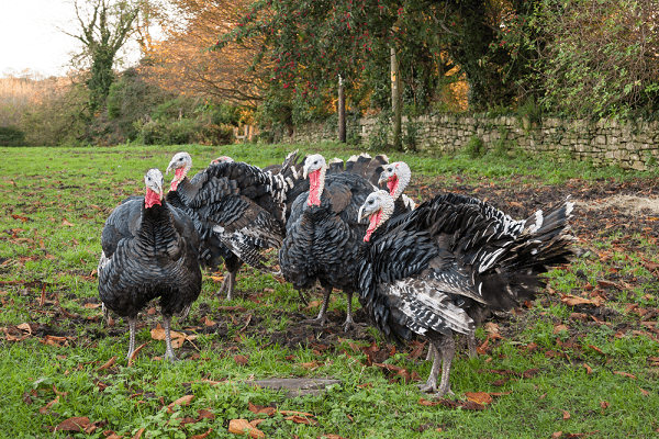 Profitable or not to breed turkeys as a business