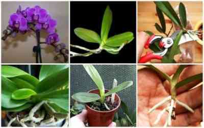 Propagation of phalaenopsis at home