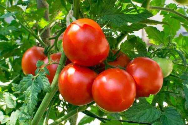Proper planting of tomatoes