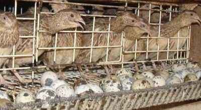 Proper quail breeding at home for beginners