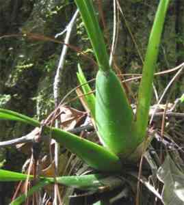 Pseudobulb in an orchid: what is it