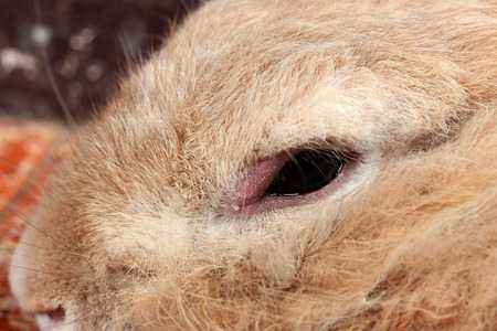 Rabbit Eye Disease