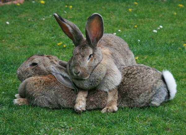 Rabbivac V vaccine instructions for use in rabbits