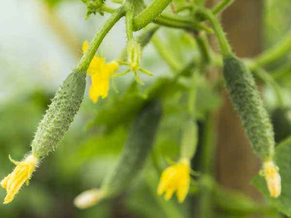 Reasons for falling and yellowing ovaries of cucumbers in the greenhouse