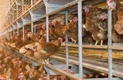 Recommendations for keeping laying hens in cages