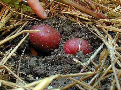 Recommended soil temperature for planting potatoes