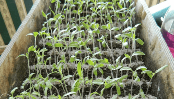 Rules for feeding tomato seedlings with ash